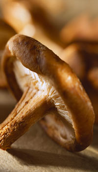 Seta Shiitake