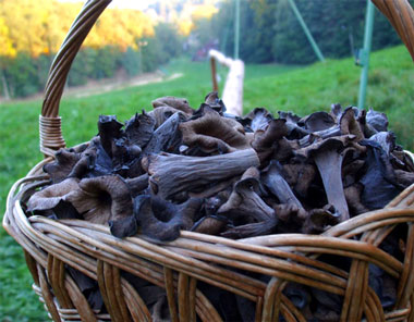 Craterellus cornucopioides (Trompetas de la muerte)