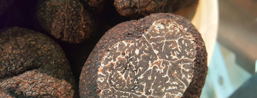 Trufa Negra de Soria Trufa Negra de Soria
