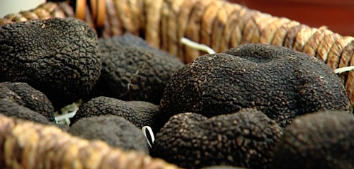 Soria Gastronómica: Sinestesia y trufa negra Soria Gastronómica: Sinestesia y trufa negra