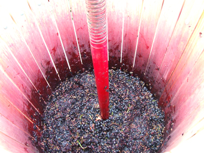 Cosecha 2009 en Ribera del Duero Fotografía: Javier Marqués