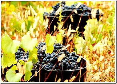 vendimias