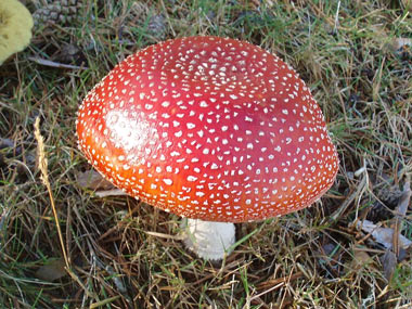 Seta venenosa Amanita muscaria