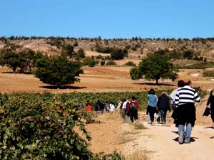Viñas y nogales con la cuesta del Viso al fonfo
