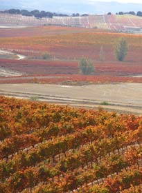 Viñedos en otoño