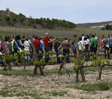 Pasaporte a la Ribera del Duero: acercarse al mundo del Vino